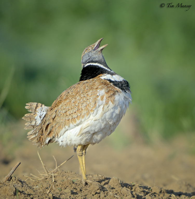 Little Bustard 2012